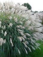 Miskant chiński Silberfeder Miscanthus sinensis