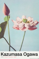 Lotus Flowers Kazumasa Ogawa - plagát