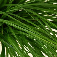 Turzovka ozimná Greenwell - Carex oshimensis