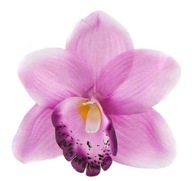 Storczyk cymbidium główka Kwiat Pink/Mauve