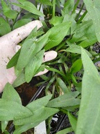 STRZAŁKA Wąskolistna-Sagittaria sagittifolia- OCZKO/STAW -rośl. przybrzeżna