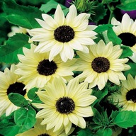 VANILLA ICE Toraf UBORKÁS DEKORÁCIÓS NAPRAFORGÓ