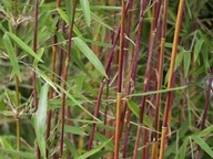 Fargédia Fargesia Jiuzhaigou GENF Bambus na záhradu
