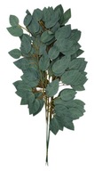 Róża liście gałązka omszała 60 cm, pęczek 12 szt.