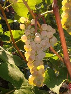 ~VINORSTVO HROZNA Odroda: Aurora