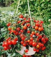 Sadzonki pomidorów - Tumbling Tom Red pomidor koktajlowy wiszący P9