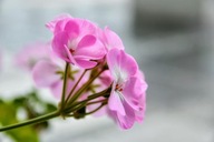 Bodziszek kantabryjski Karmina Różowy pachnący sadzonka MROZOODPORNA P9