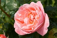 Róża Pachnąca LILO Renaissance Jasnoróżowa DONICZKA C5