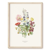 Plakat Botanical Garden - Jaskrowate - 60x90