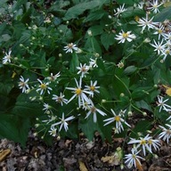 ASTER WIELKOLISTNY MARCINEK SADZONKA