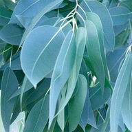 Modrý Eukalyptus vo vašej záhrade odpudzuje mušky a komáre semená