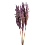 Sušená tráva NATURA 12 | farebná