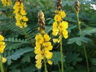 Strúhadlo ošúchané intenzívne žlté kvety