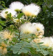 ALBIA BIELA (ALBIZIA GUACHAPELE) - 10 SEMIEN