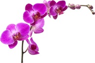 Naklejki na ścianę meble kwiaty kwiatki Storczyk samoprzylepna Orchidea 5