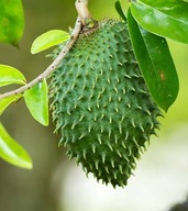LÁGYSZÁRÚ FLASKA GRAVIOLA GUANÁBANA (ANNONA MURICATA L) 2 MAG