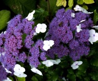 HYDRANGEA ASPERA MACROPHYLLA HORTENZIA KOZMA