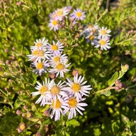 Aster żeniszkowaty 'Asran' (Aster amellus) Duża sadzonka P13