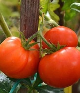 Sadzonki pomidorów - Tolek pomidor czerwony rozsada P9