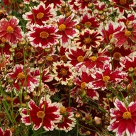 Naklonenie RUBY FROST Červená Kvitne celé leto Sadenice v kvetináčoch P11