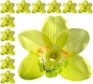 Storczyk cymbidium główka Kwiat Lt.Green 12 szt