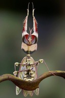 Idolomantis diabolica Modliszka Diabelska