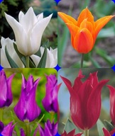 Tulipán szett 4 db 5 db-os = 20 db hagyma [ 10 - 11 cm ]