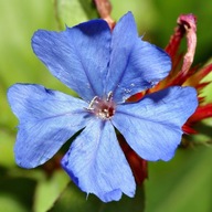 CERATOSTIGMA OLOVENÁ