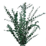 Stabilizovaný eukalyptus baby zelený - kytica