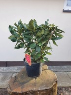 Rododendron różanecznik 'Nova Zembla'
