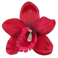 Storczyk cymbidium główka Kwiat Dk.Red