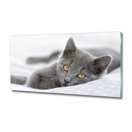 Sklenený obraz na stenu Sivá mačka 100x50