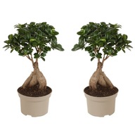 Ficus Ginseng - Japońskie Bonsai - Zestaw 2 sztuk - ⌀12 cm - W30-40 cm