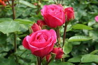 Róża Wielkokwiatowa Rabatowa MAGIC ROKOKO Śliczna DONICZKA C5
