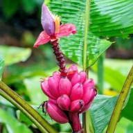 Fagyálló Banán Rózsaszín Törpe (Musa Velutina) mag 5 db