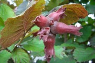 Orzech Laskowy Corylus avellana Lamberta Czerwony