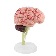 Model 4D mózgu LUDZKIEGO ANATOMICZNY