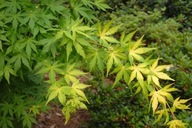 P9 JAVOR DLAŇOLISTÝ ACER PALMATIUM