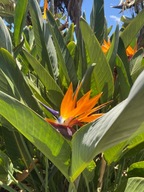 10 x Semená sterlicie Strelitzia reginae Kráľovská Strelicia Rajský vták