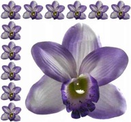 Storczyk cymbidium główka Kwiat Violet 12 szt
