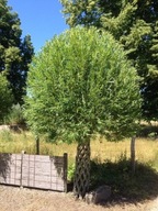 drzewko ozdobne wierzba pleciona polska palma 30cm *2500 cm