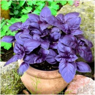 VÖRÖS BAZSALIKOM MAG, AROMÁS TÚRÓSZÓSZ HÚS GYÓGYNÖVÉNYEK Ocimum