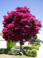 LAGERSTROEMIA KWITNIE 120 DNI W ROKU.