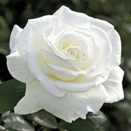Róża wielkokwiatowa biała