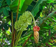 Semená banánovníkov Musa thomsonii Banánovník Thomsona semená banánov siatie