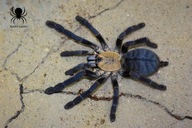 Cyriopagopus sp hati hati L2/3 - SPIDER LUBLIN