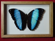 Motyl w ramce / gablotce 20 x 14 cm . Morpho achilles / helenor 140 mm