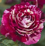 Róża wielkokwiatowa - Czerwono-biała TRWAŁE KWIATY PSTROKATA DONICZKA 4L