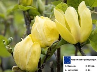 Magnolia szczepiona ŻÓŁTA YELLOW BIRD