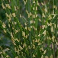 MISKANT LITTLE ZEBRA Miscanthus SADZONKA